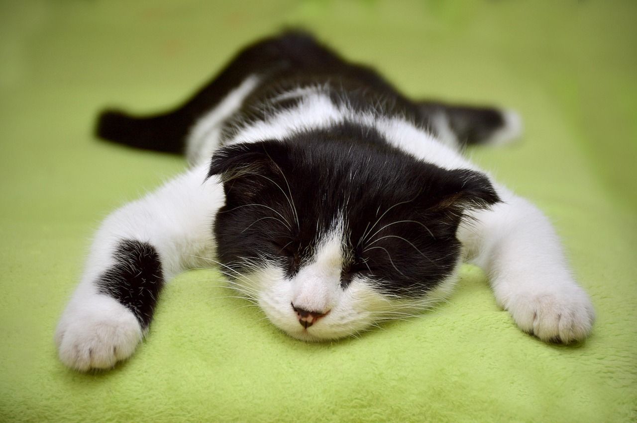découvrez le lazy loading, une technique d'optimisation web qui permet de charger les images et contenus uniquement lorsqu'ils deviennent visibles, améliorant ainsi la performance et l'expérience utilisateur.