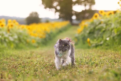 Persan et allergie : comment cohabiter sereinement avec votre chat en 2026